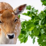 Do Deer Eat Cilantro: The Answer May Surprise You!