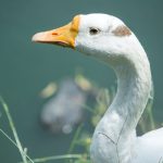 Do Ducks Eat Minnows? Exploring the Feeding Habits of Ducks