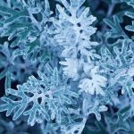 Dusty Miller Companion Plants: Enhancing Your Garden with Perfect Pairings