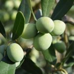 How Often to Water an Olive Tree: Essential Guidelines and Tips