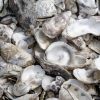 How to Clean Oyster Shells for Crafts: A Simple Guide
