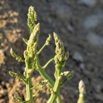 What Grows Well With Asparagus: Maximizing Your Asparagus With he Perfect Companions