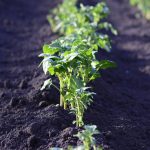 When To Plant Potatoes In Arkansas: Choose The Best Time