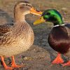 Are Ducks Smart: Unraveling Their Feathered Intelligence