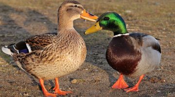 Are Ducks Smart: Unraveling Their Feathered Intelligence