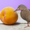 Can Ducks Eat Peaches? Exploring Quackers' Fruitful Palate