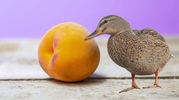 Can Ducks Eat Peaches? Exploring Quackers' Fruitful Palate