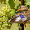 Do Ducks Eat Grapes: Unveiling Their Eating Habits