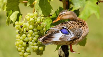 Do Ducks Eat Grapes: Unveiling Their Eating Habits