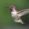 Do hummingbirds like marigolds: Why Hummingbirds Don't Fancy Marigolds