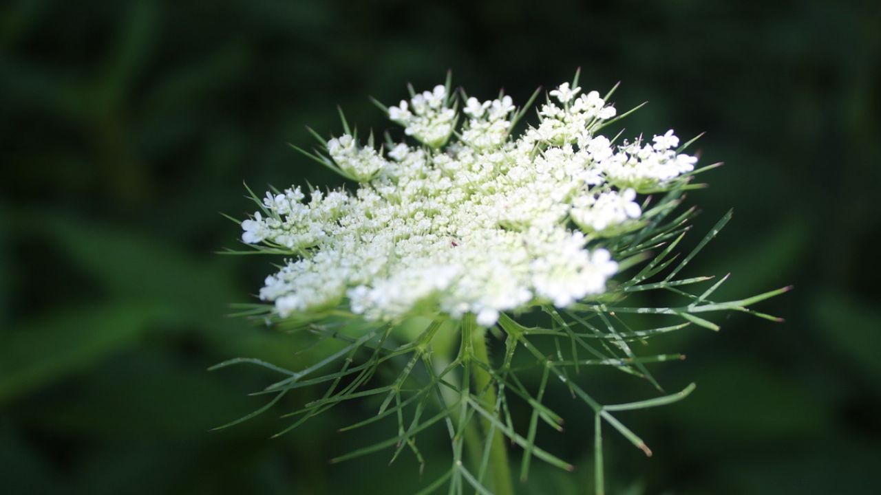 Which trees are safe to plant near septic systems?
