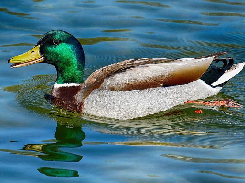 Do Mallard Ducks Mate for Life