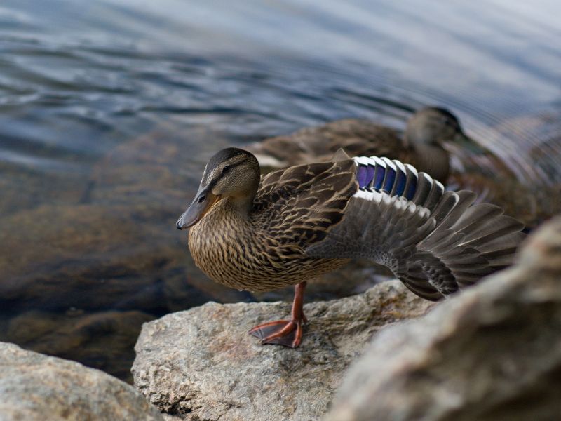 How Long Do Wild Ducks Live