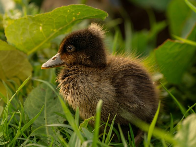 What Do Wild Ducklings Eat
