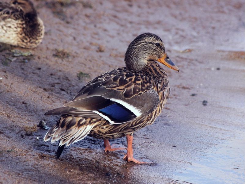 When do wild ducks lay eggs